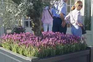 Realizacja ogrodu 69 - Chelsea Flower Show 2017