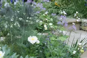Realizacja ogrodu 84 - Chelsea Flower Show 2017