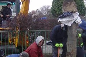 przesadzanie drzew 14