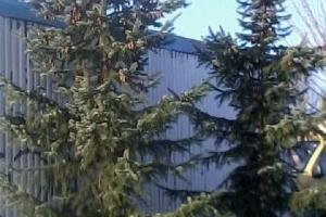przesadzanie drzew 18