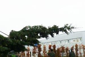 przesadzanie drzew 9